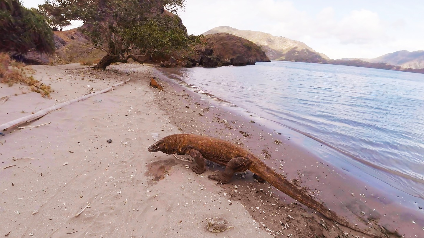 Komodo Screenshot 0