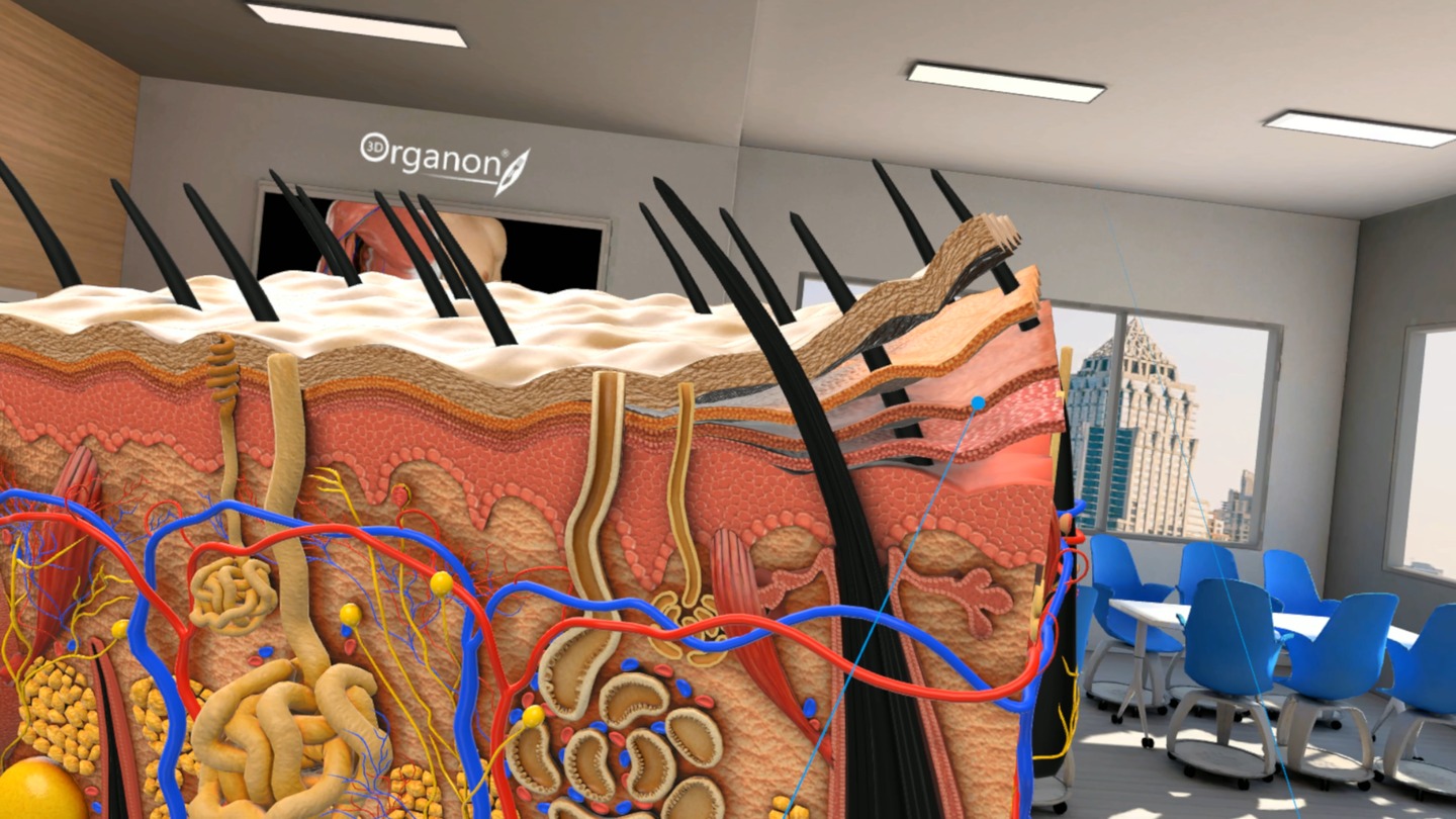 3D Organon VR Anatomy Screenshot 3