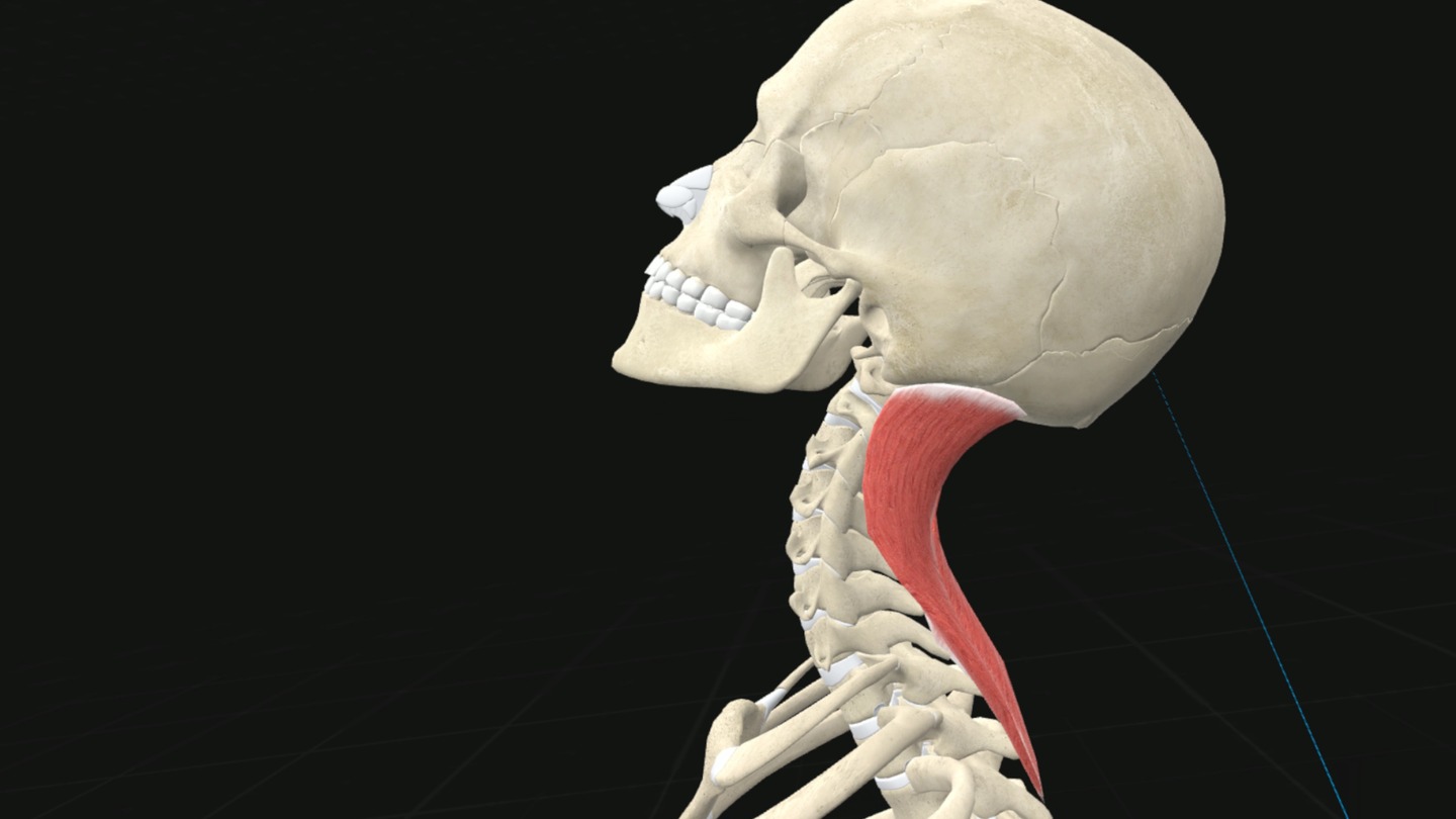 3D Organon VR Anatomy Screenshot 1